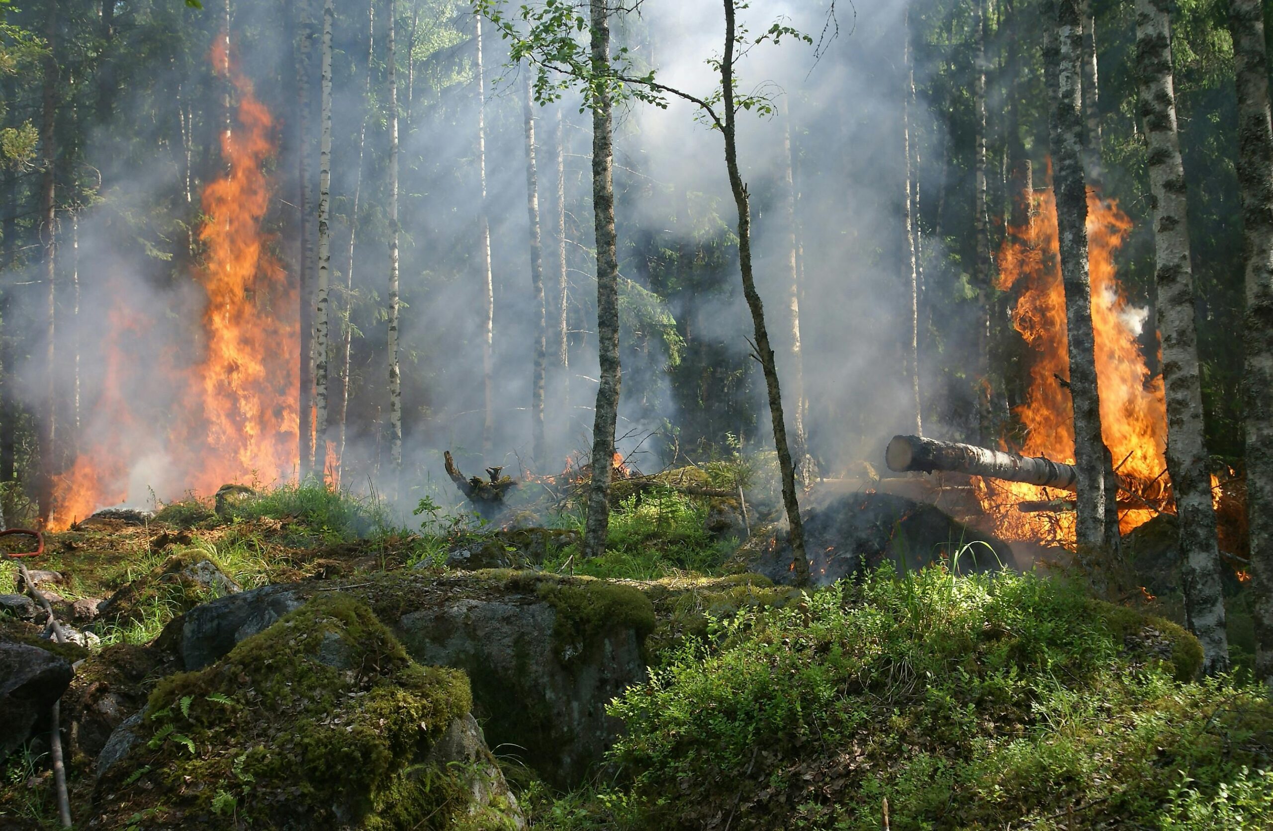 A dramatic forest fire engulfing trees, creating intense smoke and flames against a natural woodland backdrop.